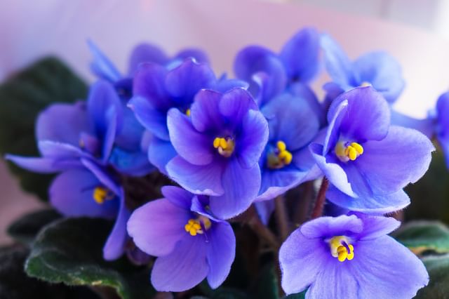 African violets closeup flowers