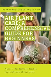 Air plant care: a comprehensive guide for beginners