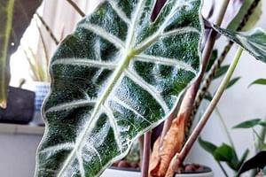 Alocasia Polly