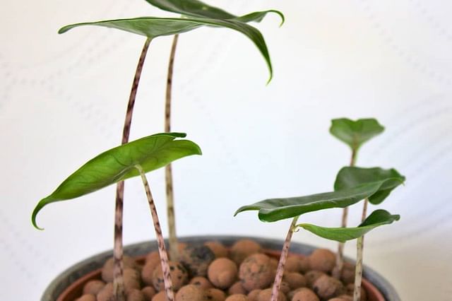 Can you reuse the Leca balls?