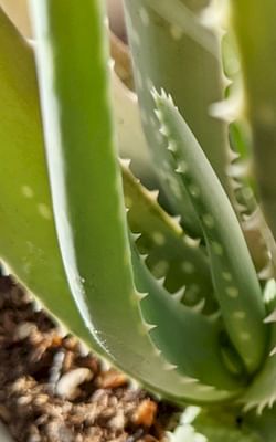 How to care for an Aloe Vera
