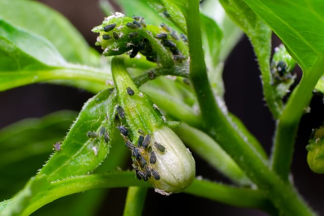 Aphids on a houseplant
