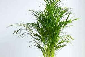 Areca Palm