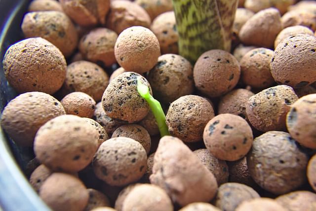 Alocasia Zebrina planted in Leca