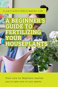 A beginner's guide to fertilizing your houseplants