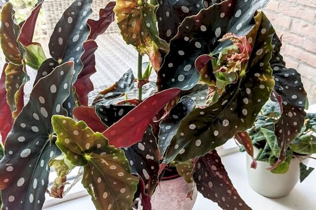 The ultimate guide for Begonia plant care