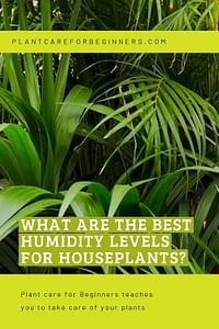 What are the best humidity levels for houseplants?