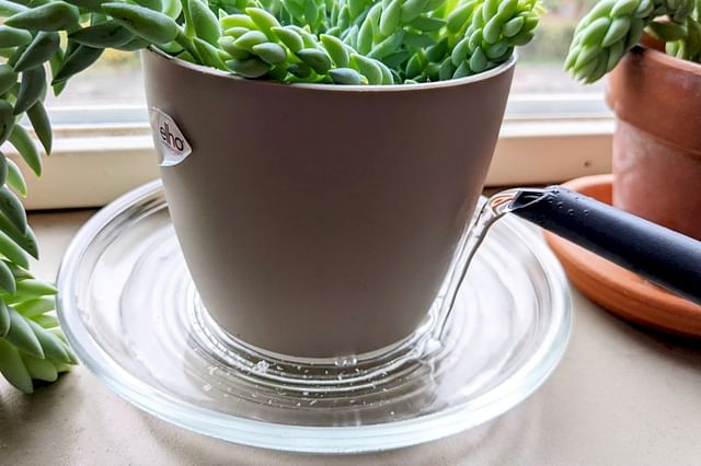 Bottom watering a succulent
