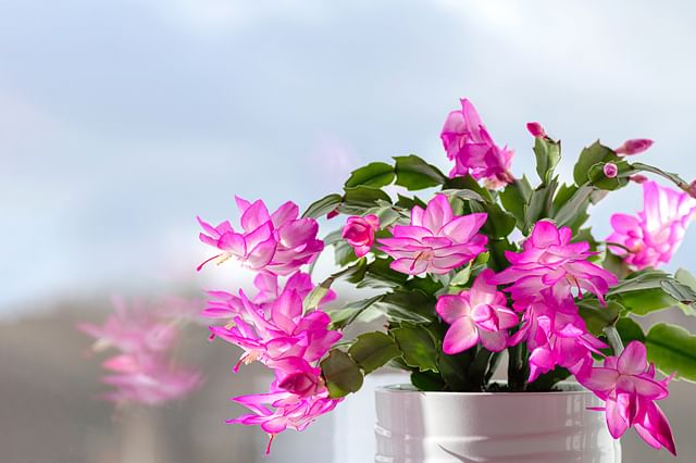 Christmas cactus