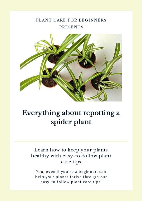 Everything about repotting a spider plant