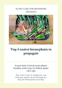 Top 5 easiest houseplants to propagate