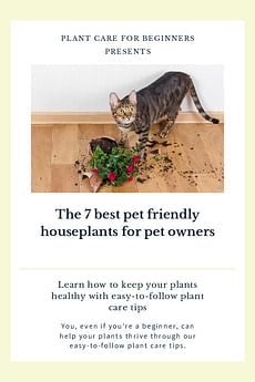 The 7 best pet friendly houseplants for pet owners