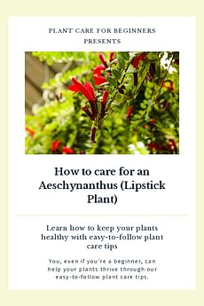 How to care for an Aeschynanthus (Lipstick Plant)