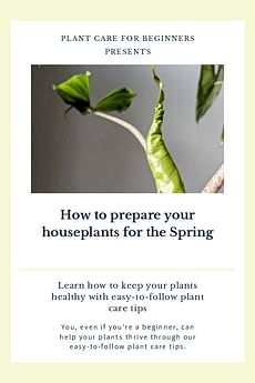 How to prepare your houseplants for the Spring