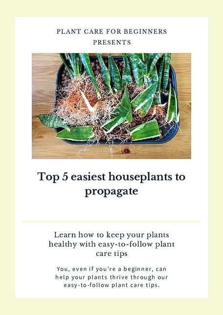 Top 5 easiest houseplants to propagate