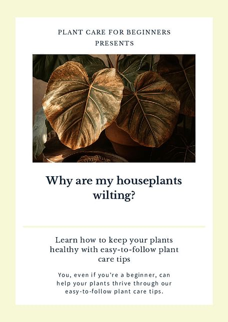 Why are my houseplants wilting?