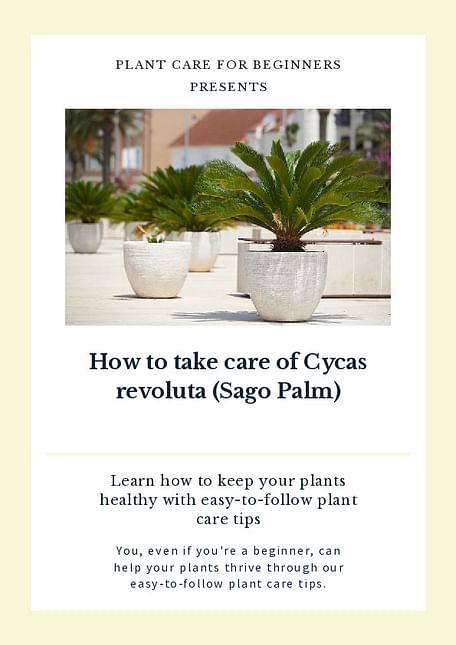 How to take care of Cycas revoluta (Sago Palm)