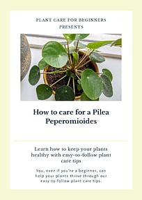 How to care for a Pilea Peperomioides
