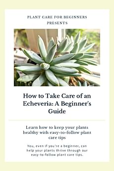 How to Take Care of an Echeveria: A Beginner's Guide