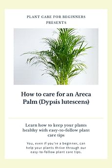 How to care for an Areca Palm (Dypsis lutescens)