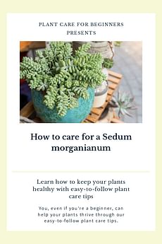 How to care for a Sedum morganianum