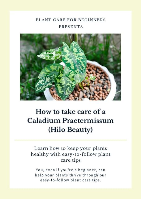 How to take care of a Caladium Praetermissum (Hilo Beauty)