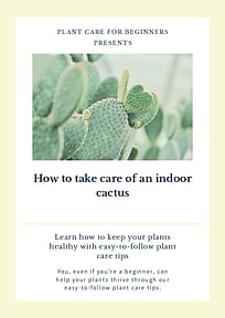 How to take care of an indoor cactus