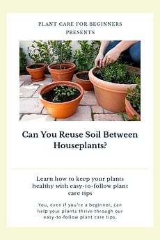 Can You Reuse Soil Between Houseplants?
