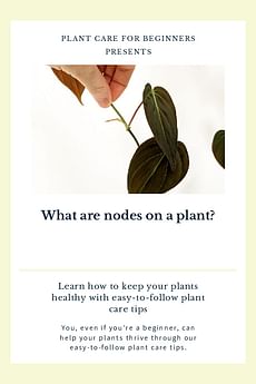 What are nodes on a plant?