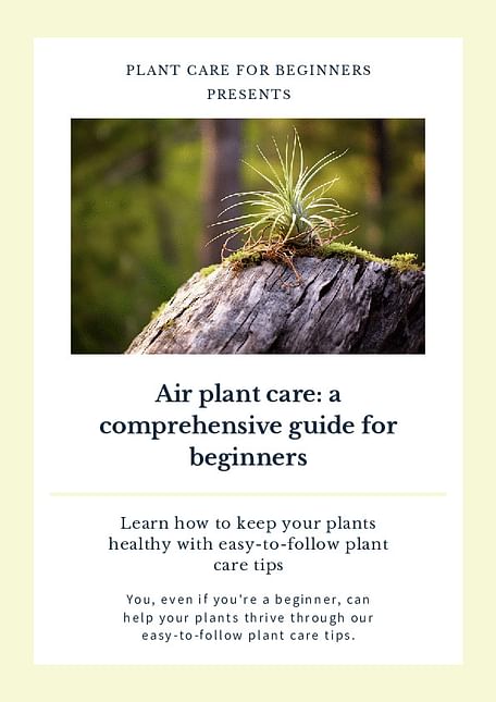 Air plant care: a comprehensive guide for beginners