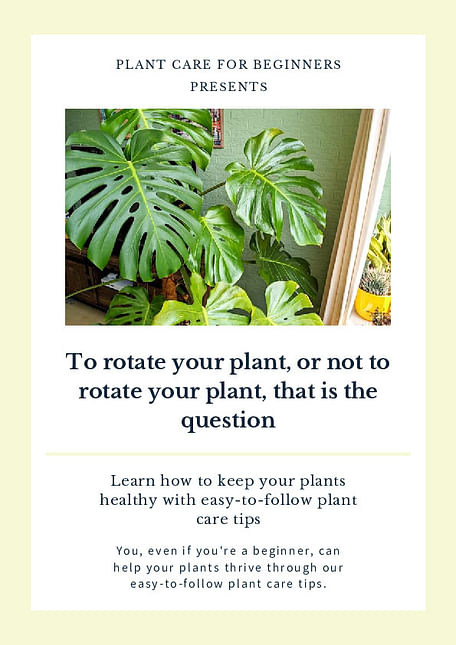 To rotate your plant, or not to rotate your plant, that is the question