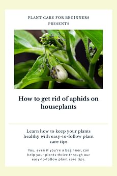 How to get rid of aphids on houseplants