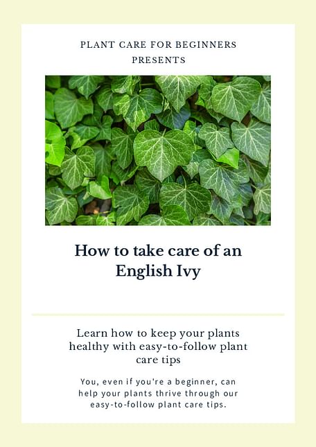 How to take care of an English Ivy