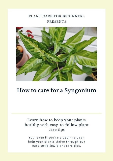 How to care for a Syngonium