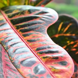 Croton