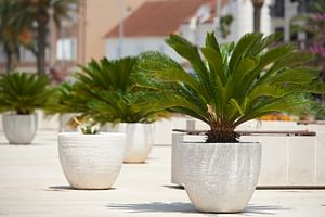 Cycas revoluta (Sago Palm)