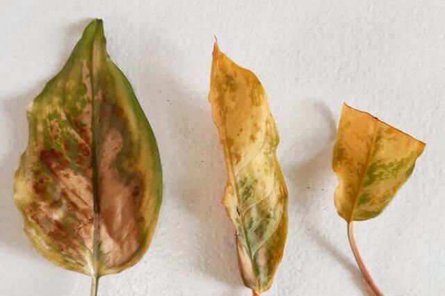 Yellow leaves of a Dieffenbachia