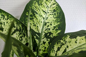 How to care for a Dieffenbachia