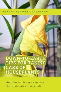 Down-to-earth tips for taking care of houseplants