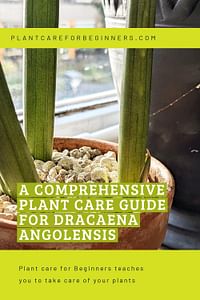 A comprehensive plant care guide for Dracaena Angolensis