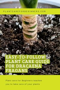 Easy-to-follow plant care guide for Dracaena Fragans