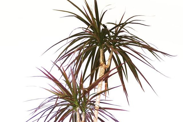 Dracaena