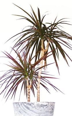 How to care for a Dracaena