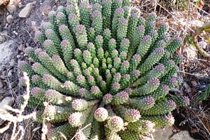 Euphorbia caput-medusae (Medusa's Head)
