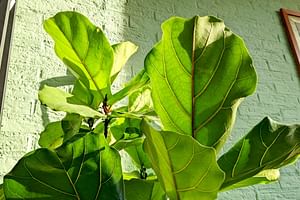 Ficus Lyrata
