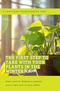 The first step to take with your plants in the winter