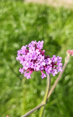 This is why you need flowers in your fruit/vegetable garden