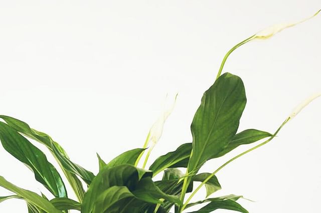 Low-light plants