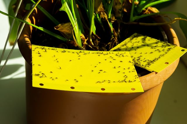 Trapping Fungus Gnats on houseplants