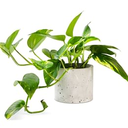 Golden Pothos